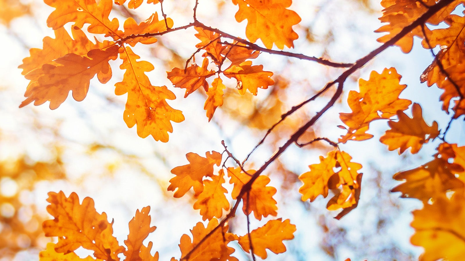 Brown oak leaves in Autumn