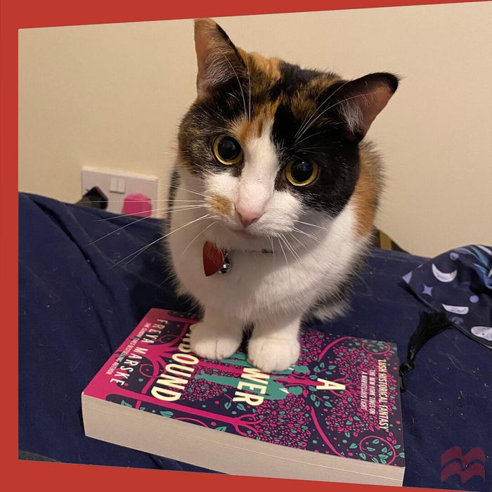 Amber the cat with two paws on top of A Power Unbound by Freya Marske, preventing reading.