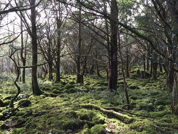 Yew, moss and holly grow over the rocky limestone floor of these woods in Killarney National Park