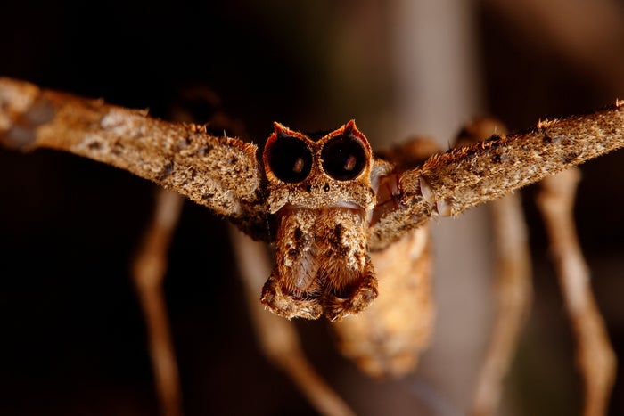A close up photograph showing the face of the ogre-faced spider, with two huge black eyes. It's body is light brown in colour.