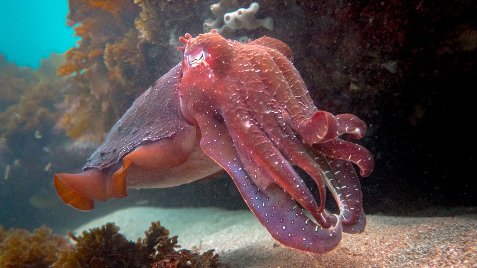 The Australian Cuttlefish, pink in this photo and shown swimming in an ocean reef, but using cells known as chromatophores, the cuttlefish can put on spectacular displays, changing color in an instant