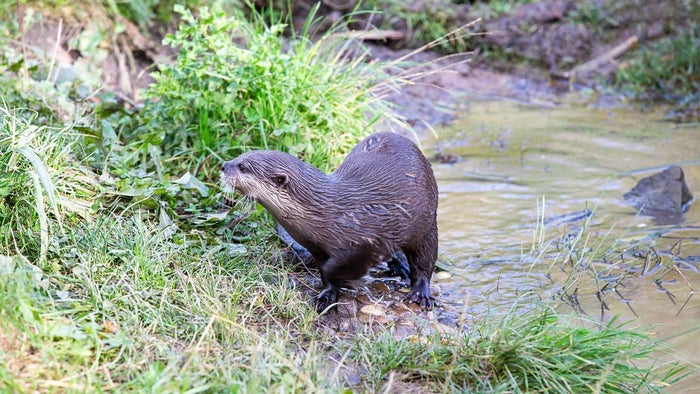 European otter climbing out of a river and on to a grassy bank