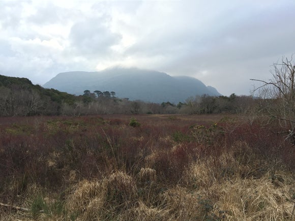 A clearing in the woods, with long grasses and heather, and woodland showing in view in the background. Behind, a looming mountain, the top of which is shrouded in clouds.