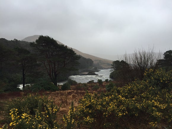 Furze flowers above a river in high current in the west of Ireland on a grey day with a cloudy sky above and mountains in the background