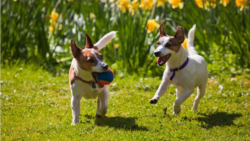 Two dogs playing with a ball in a sunny field.