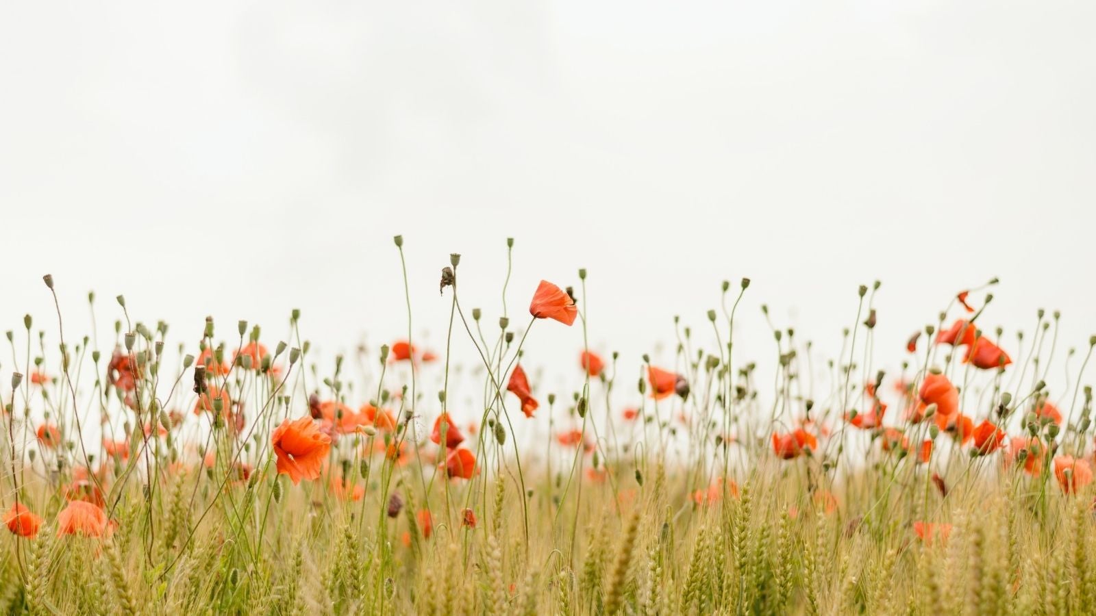 Field of poppies and tall grass