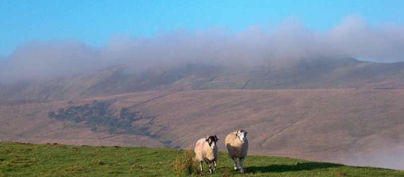 Sheep on the Yorkshire Dales