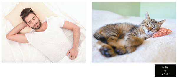 men-and-cats-1-1_png_600_268.png