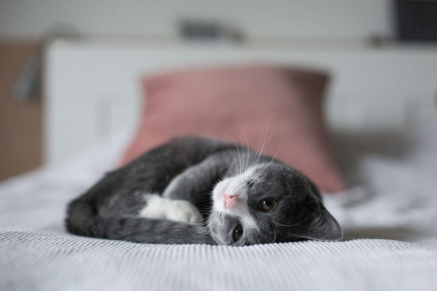 Small grey and white kitten lying on a grey bed - Unsplash 