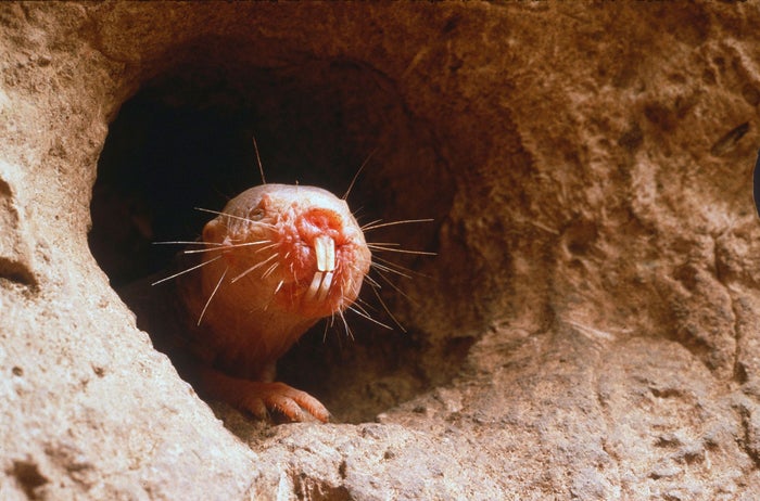 The naked mole rat, bald with whiskers and large front teeth emerging from its burrow