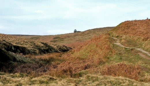 rolling hills covered in long grasses