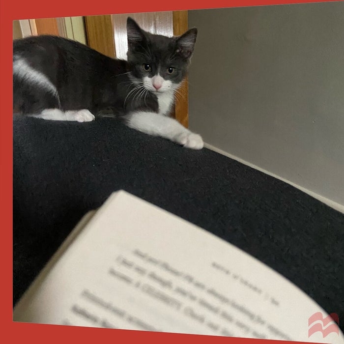 Bruce the kitten stares on as his owner reads. He is demanding attention.