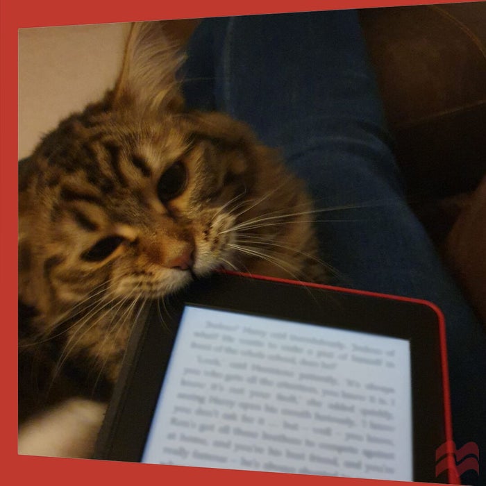 Pepper the cat biting an e-reader while her owner attempts to read.