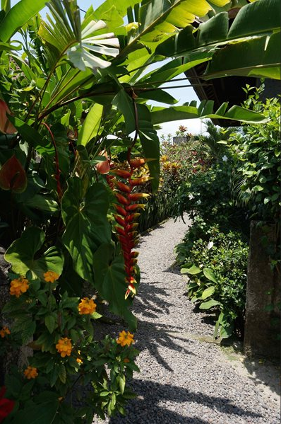 Garden in Bali with tropical plants 