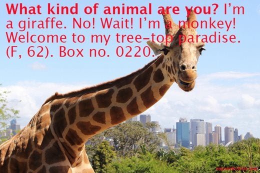 Image saying: What kind of animal are you? I'm a giraffe. No! Wait! I'm a monkey! Welcome to my tree-top paradise. (F, 62) Box no. 0220.