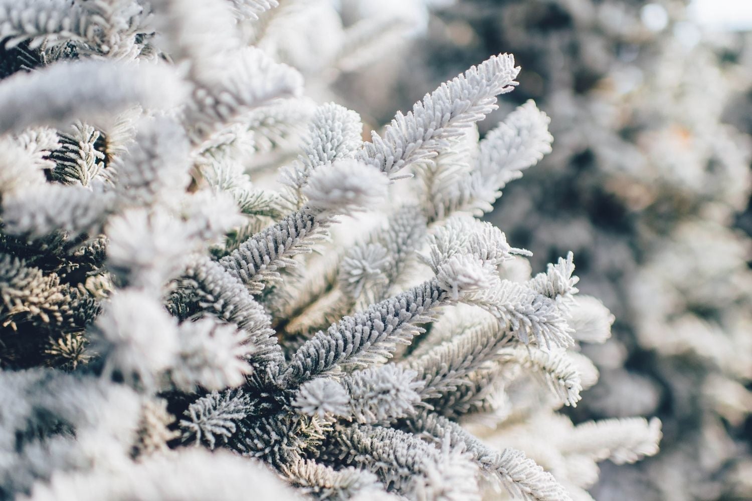 Close up of fir tree branches covered in snow