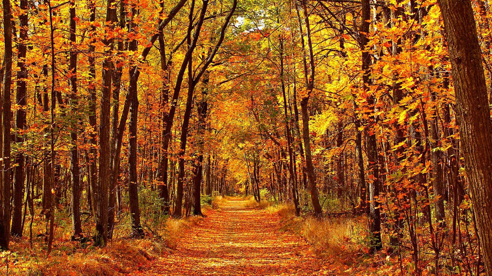 Path in forest in Autumn 