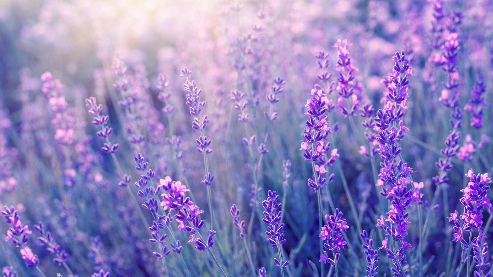 Lavender field in the sunshine