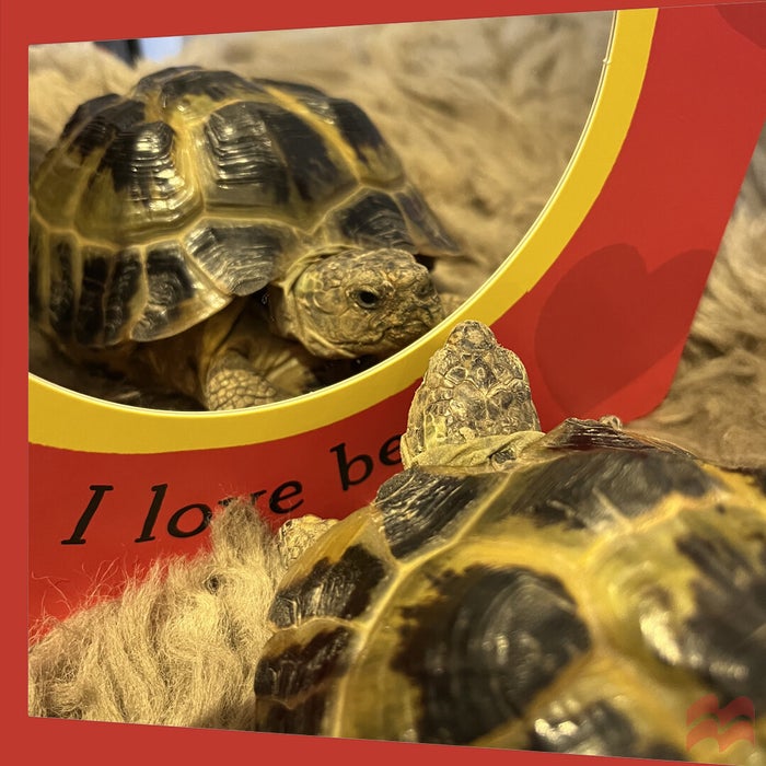 Roly the tortoise staring at himself with a stern look in the mirror for one of our children's books, Babies Laugh at Everything.