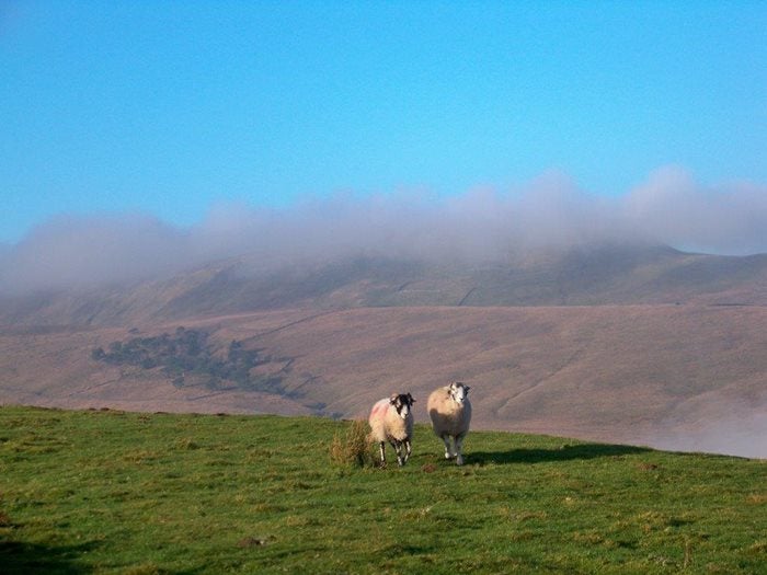 Swaledale Sheep on Yorkshire Dales
