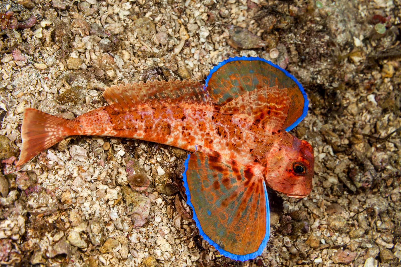 The Sea Robin photographed laying on the seabed. Orange in colour with fins that span out on either side like wings, the edges of which are an electric blue.