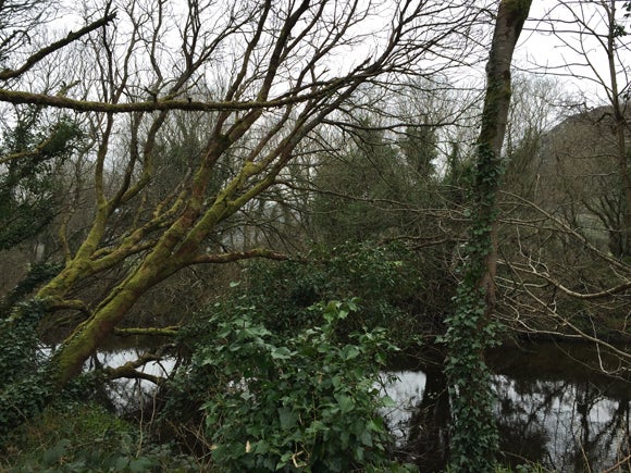 Overgrown woodland and trees over a small river on a cloudy day