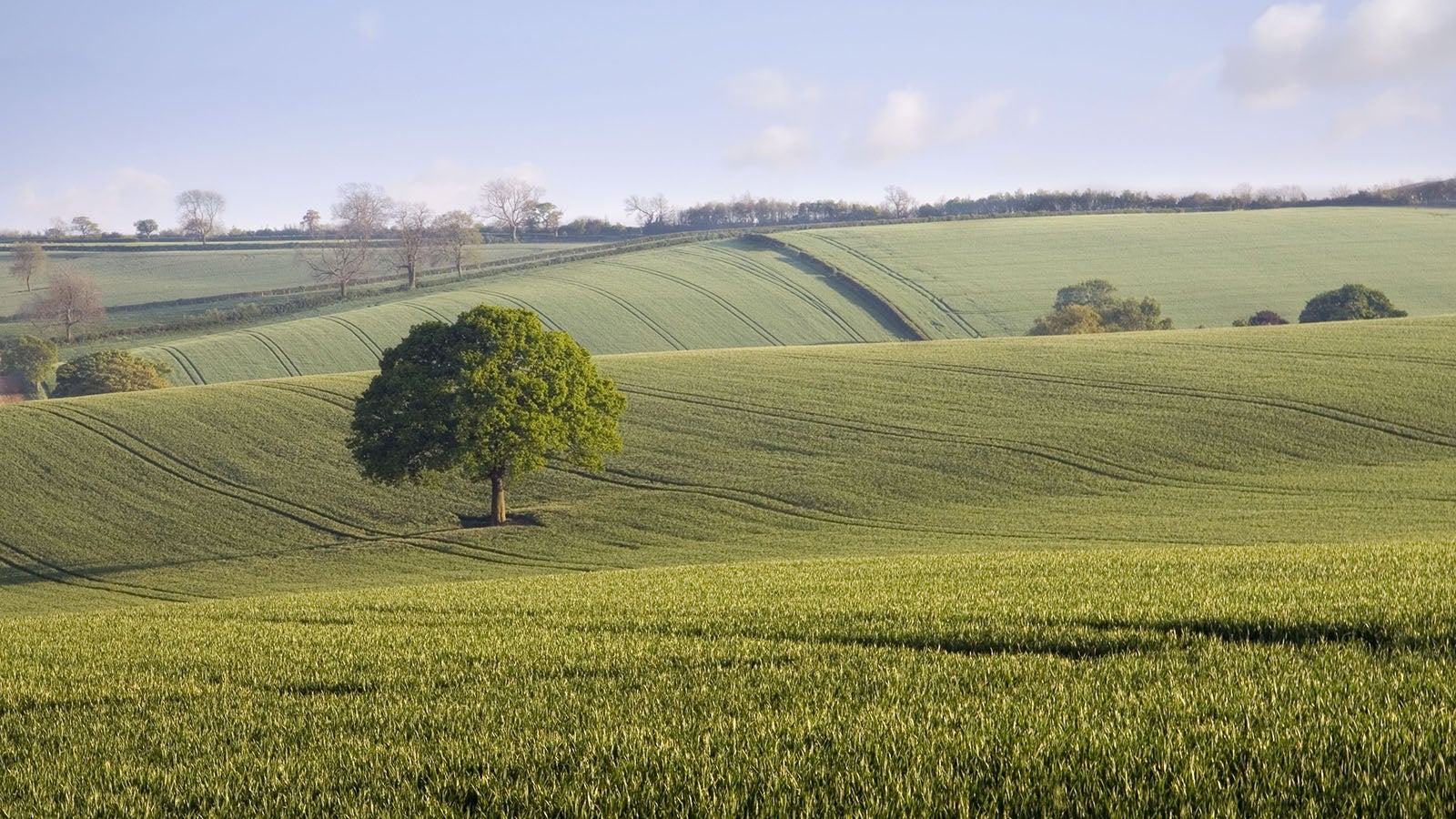 A photo of the green countryside with trees dotted about