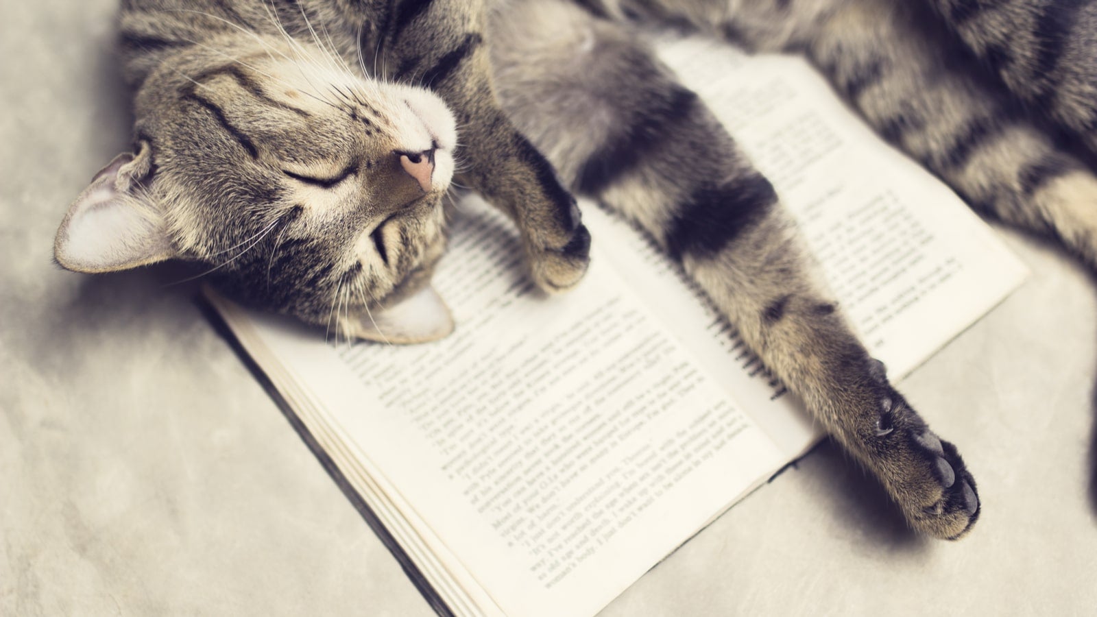 Peaceful cat laying on a book.