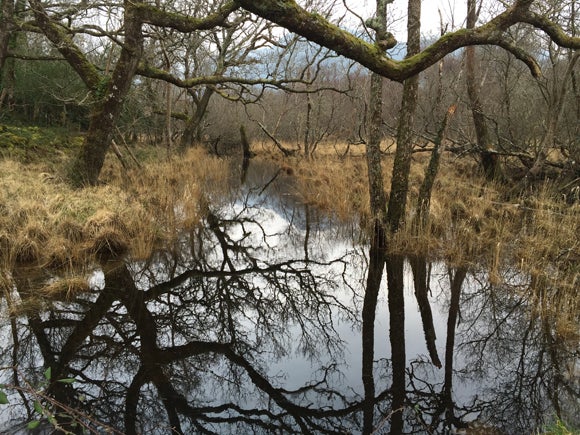 A river in the woods of Kilarney with oak branches above, and reflected below. Long grasses and woodland on either side on a cloudy day.