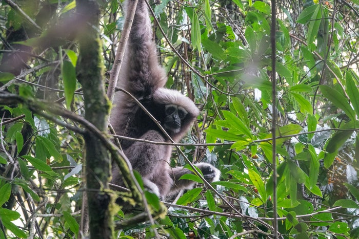The Skywalker hoolock gibbon hangs from a tree in the jungle, it has plush grey fur and eyes rimmed by white fur.