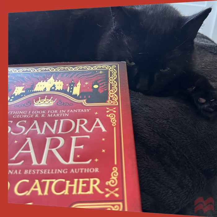 Bruce, a black cat, staring at his owner as they read Cassandra Clare's Sword Catcher. He is very displeased. 