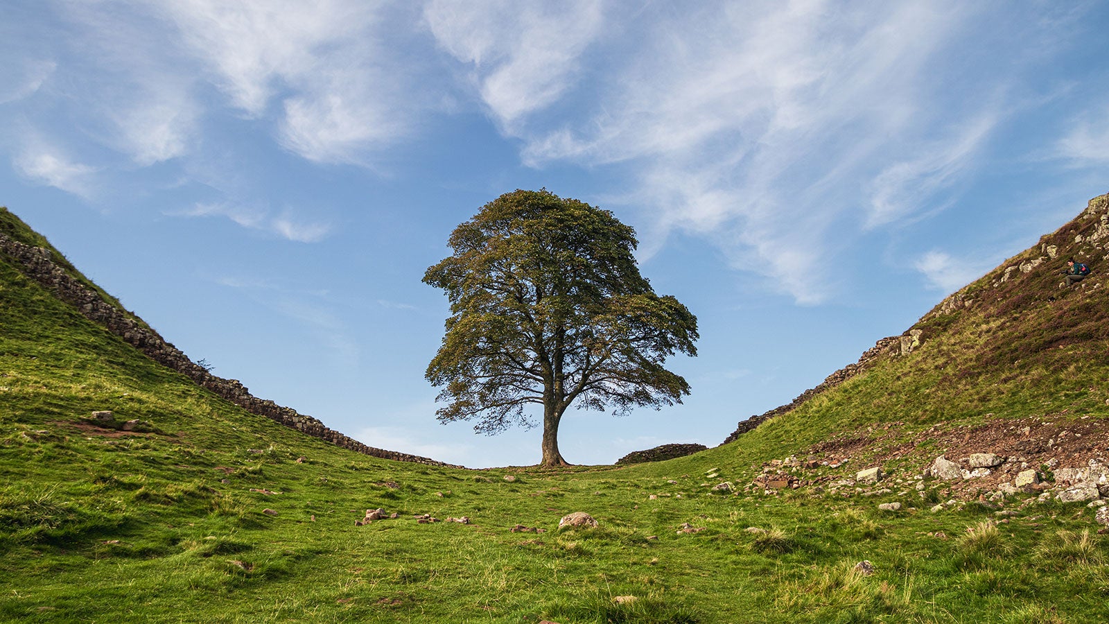 yew tree in valley