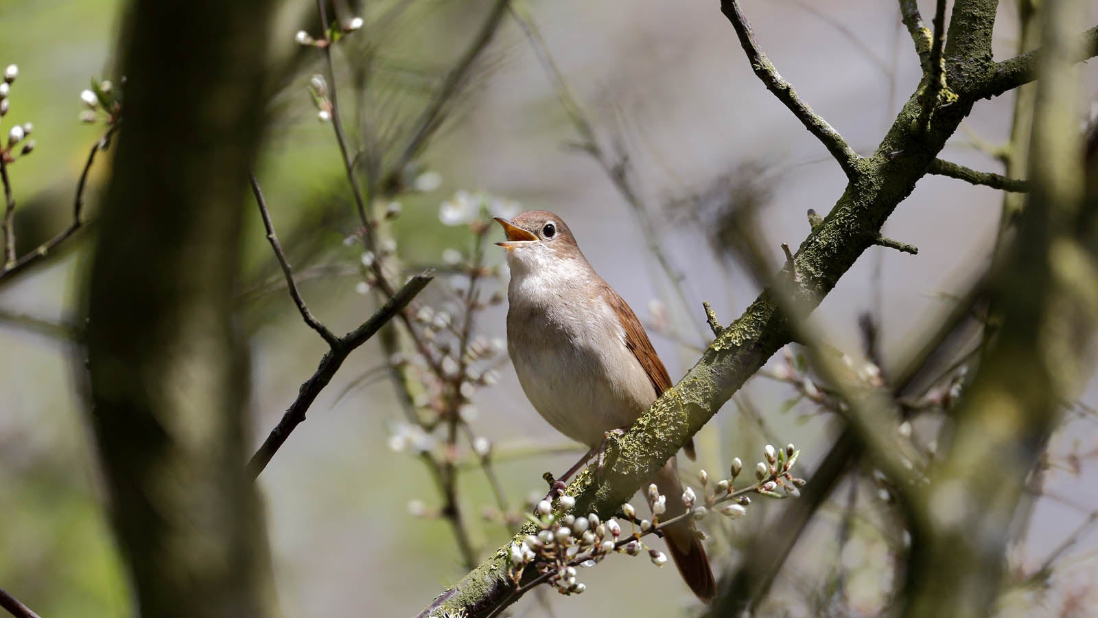 A nightingale sat on a branch of a tree
