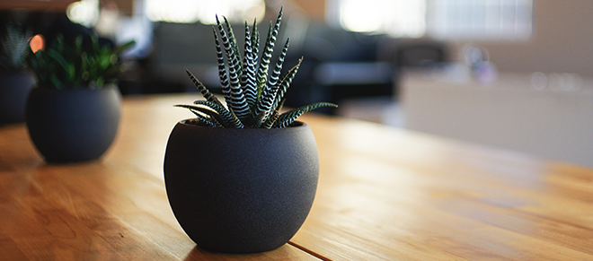 Succulents in round grey plant pots on a wooden table