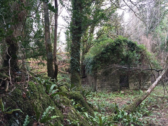 An abandoned ruin of a stone cottage, the roof completely grown over with ivy and moss, surrounded by woodland on a cloudy day