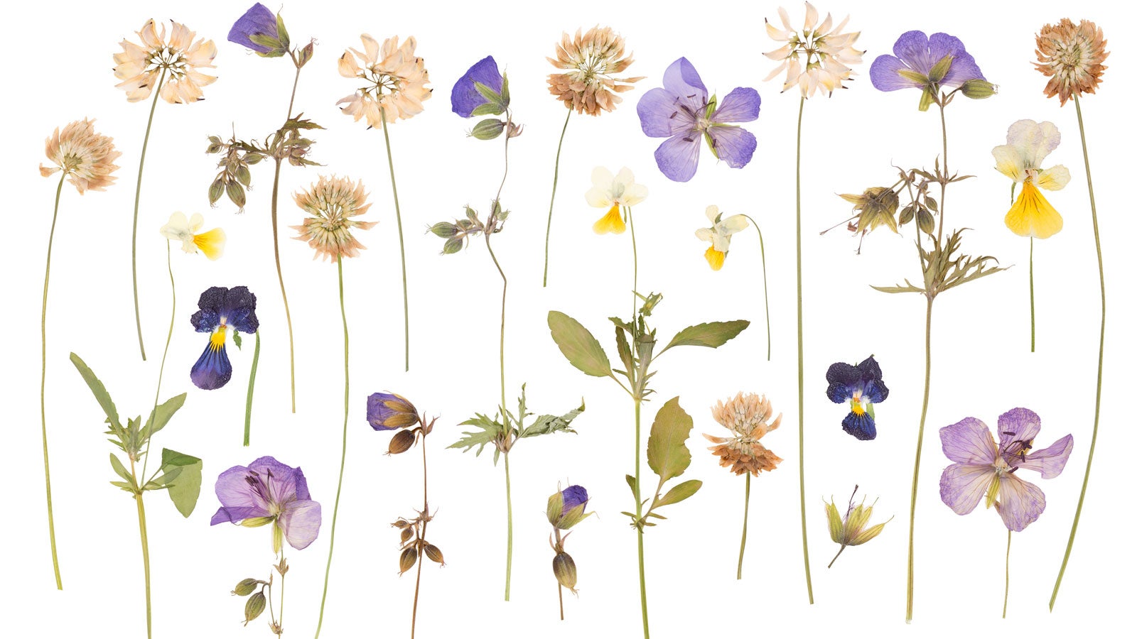 An assortment of pressed flowers against a white background