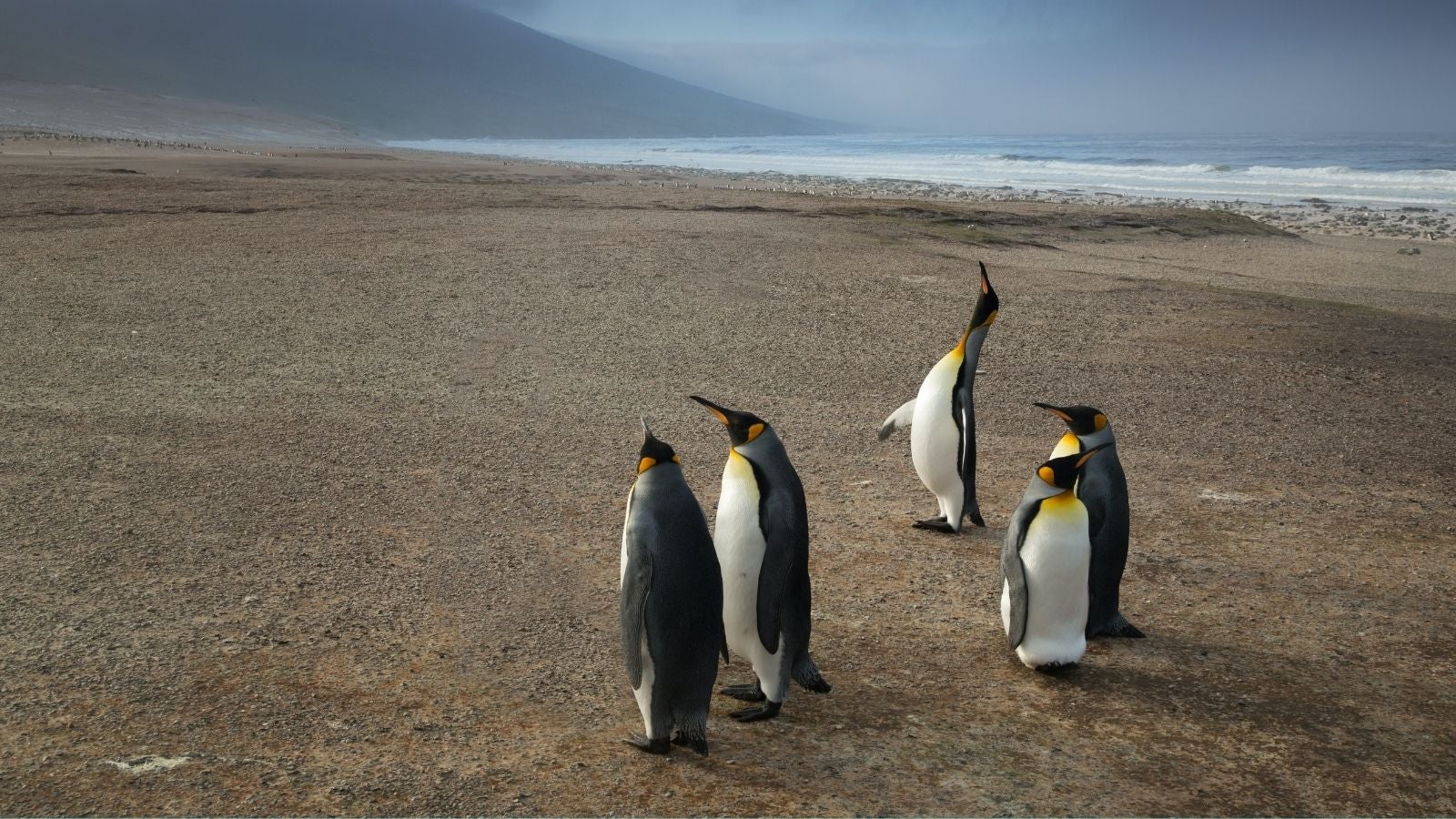 Emperor Penguins in Falkland Islands