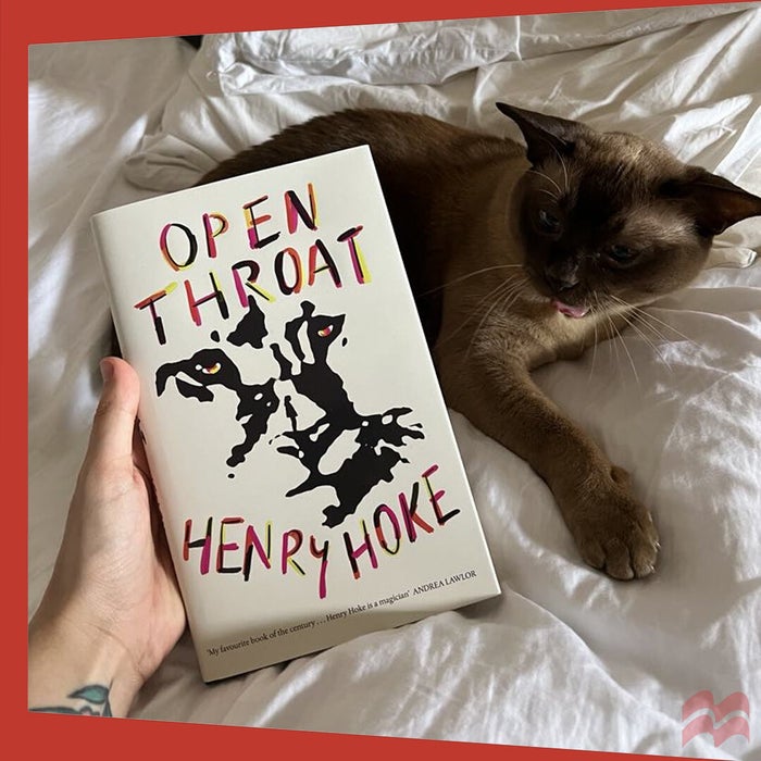 Roman the cat giving evil looks at Open Throat by Henry Hoke. 