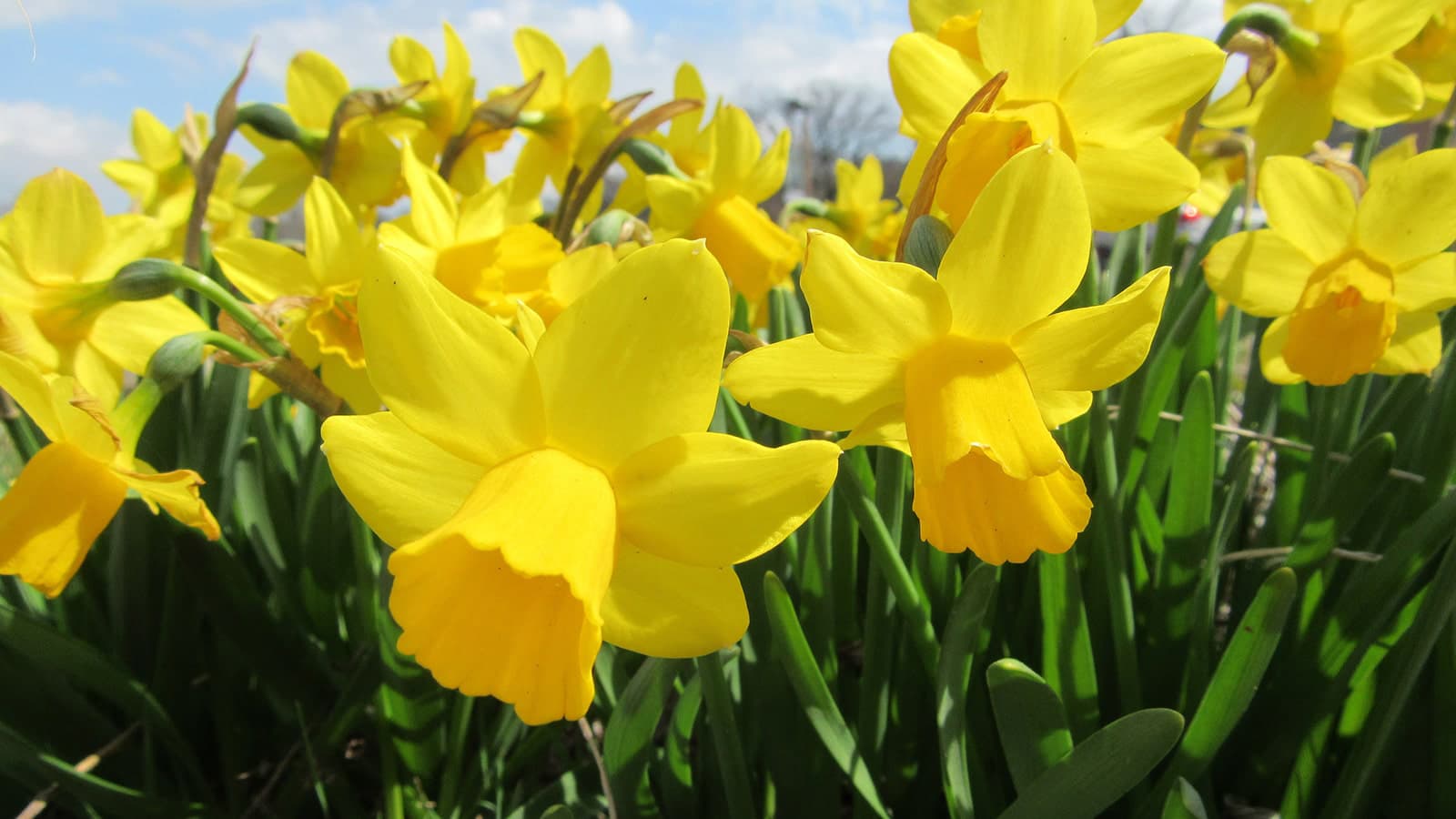 Close up image of daffodills