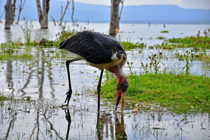 Maribou storks, Kenya