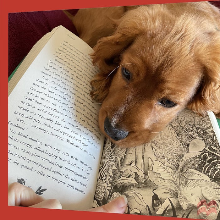 Simba the puppy giving his owner puppy dog eyes by resting his head on an open book, Greenwild, preventing reading progress.