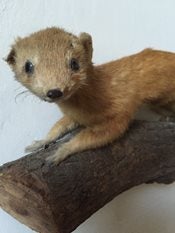 Taxidermy stoat
