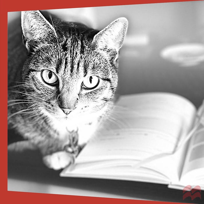 A bengal cat standing over The Greatest Manifestation Journal, preventing its owner from manifesting.