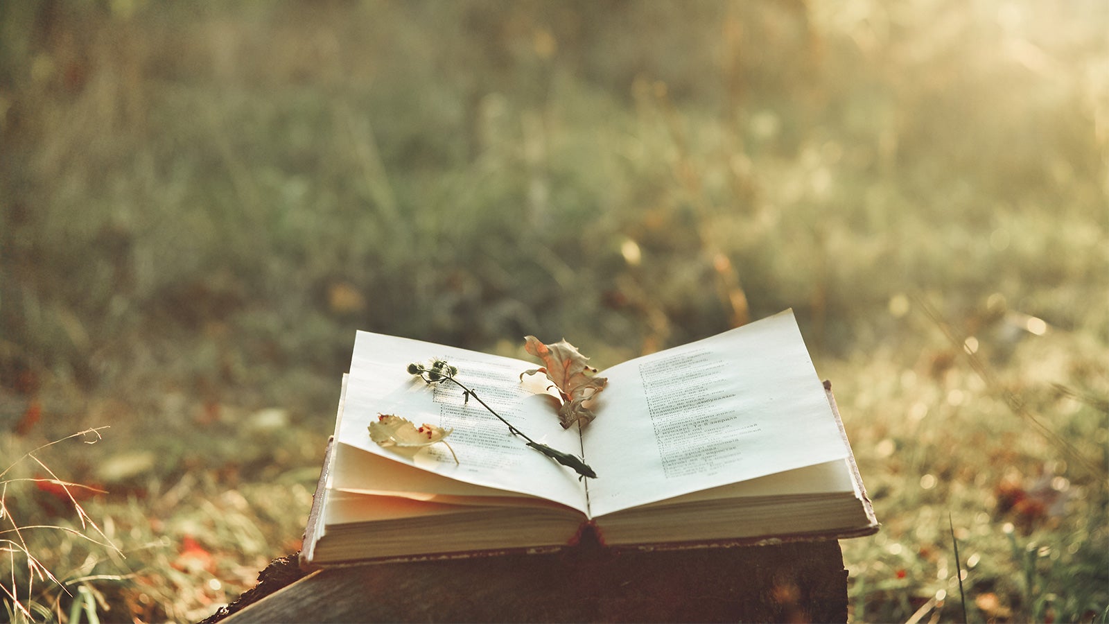 A book lies open in a field with a few flowers resting on its pages.