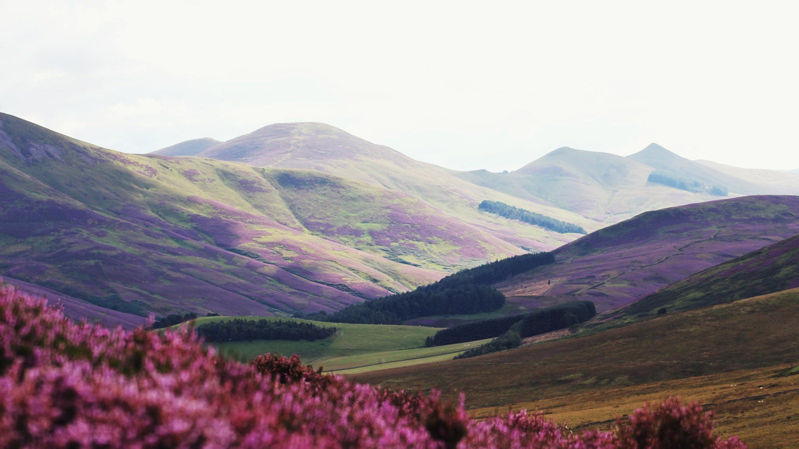 A photo of Scottish hills, with heather appearing in the foreground