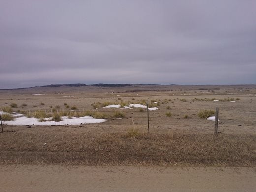 Yucca on the plains