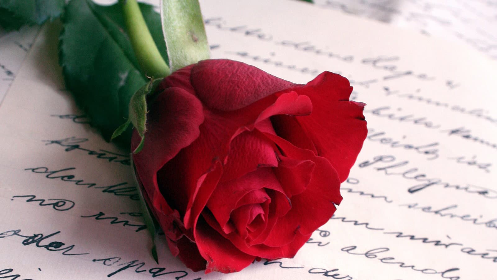 Rose laid on a love poem
