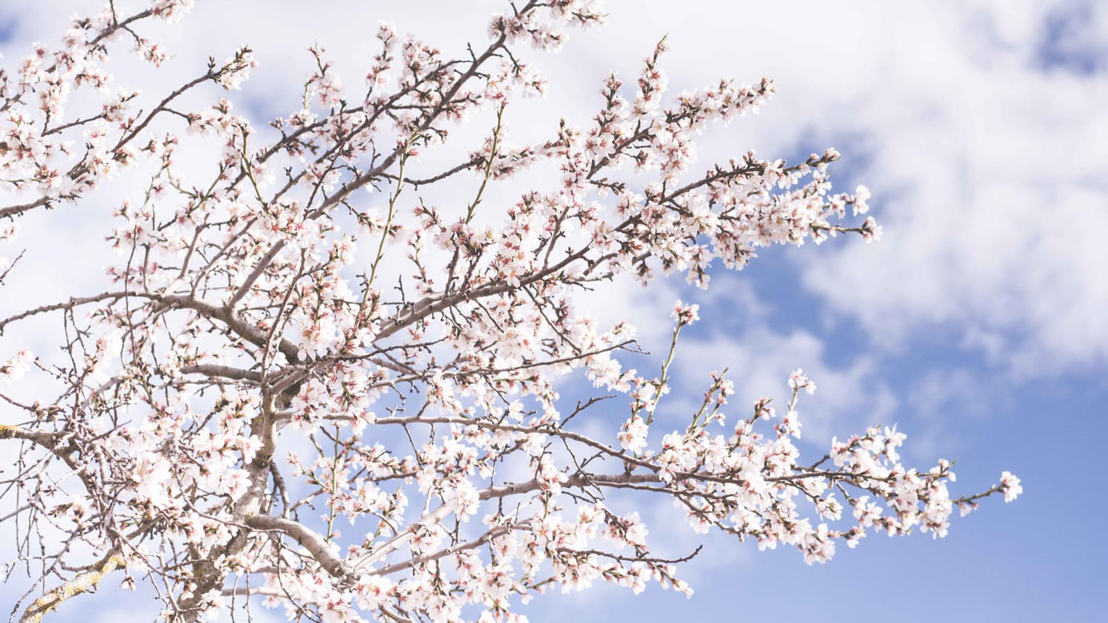 Blossom on tree branches, against a blue sky