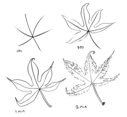 Four sketches of an Acer leaf, one done in 10 seconds, one in 30 seconds, one in one minute, one in two minutes, each sketched in increasing detail.