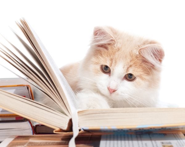 White and ginger cat reading a hardback book